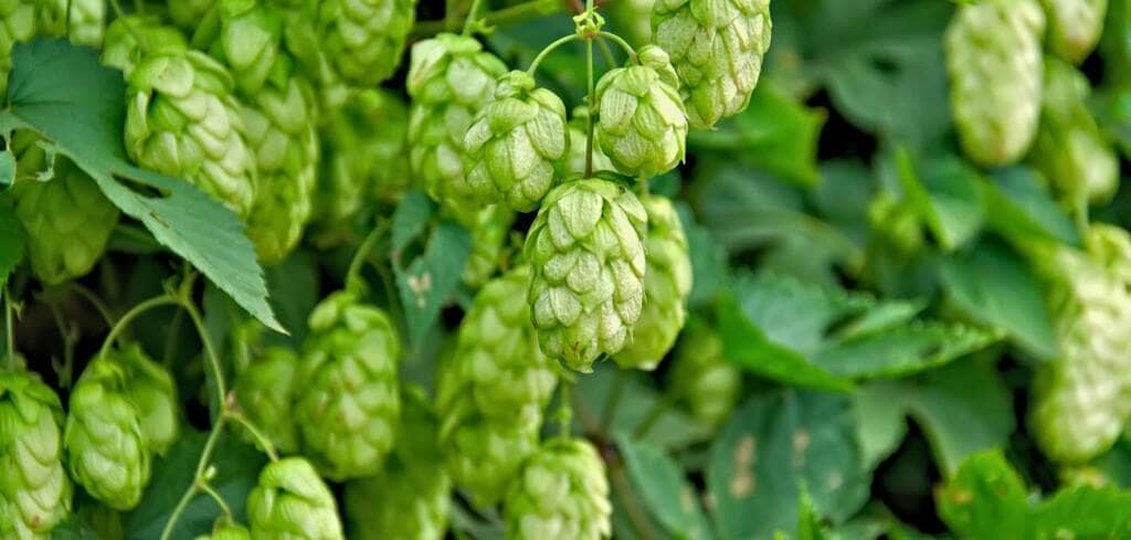  Hops supplement benefits for cancer patients and genetic risks