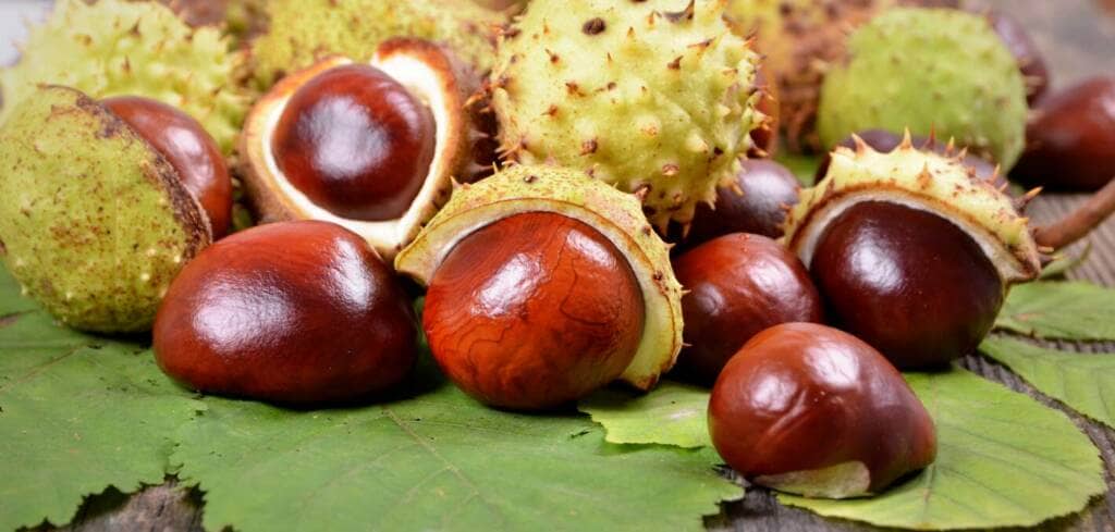 Horse Chestnut supplement benefits for cancer patients and genetic risks