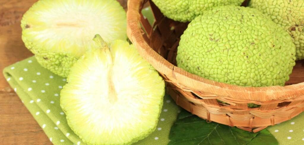 Maclura Pomifera supplement benefits for cancer patients and genetic risks
