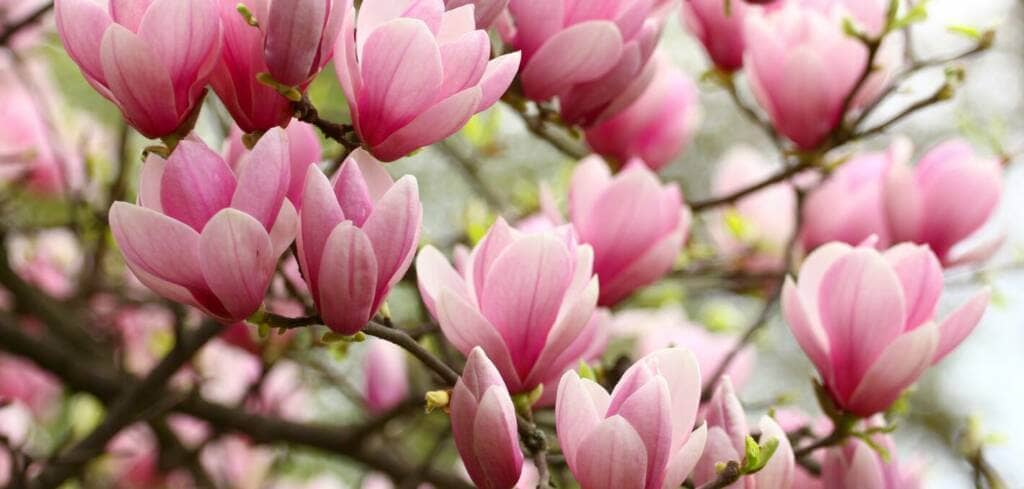 Magnolia supplement benefits for cancer patients and genetic risks