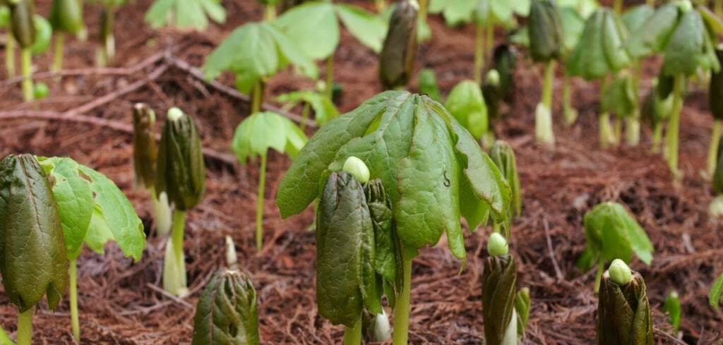 Mayapple supplement benefits for cancer patients and genetic risks
