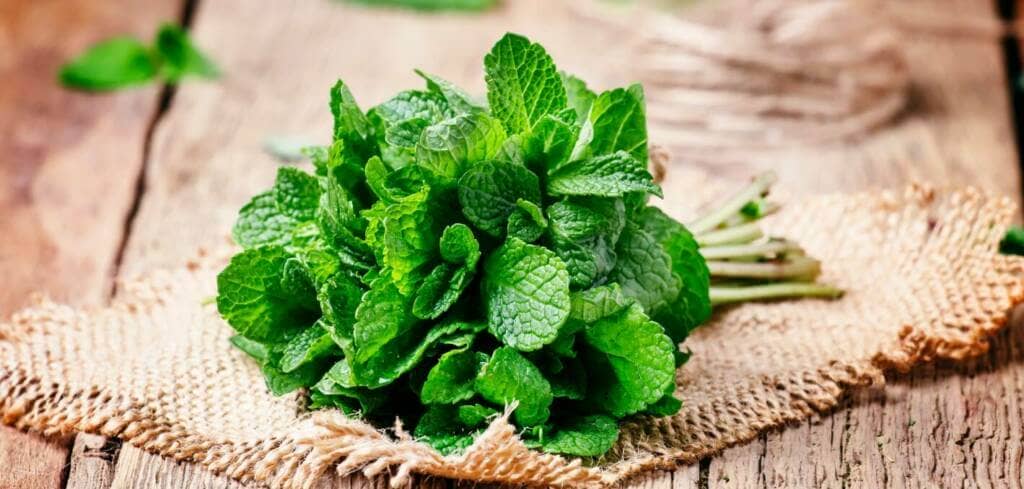 Mint supplement benefits for cancer patients and genetic risks