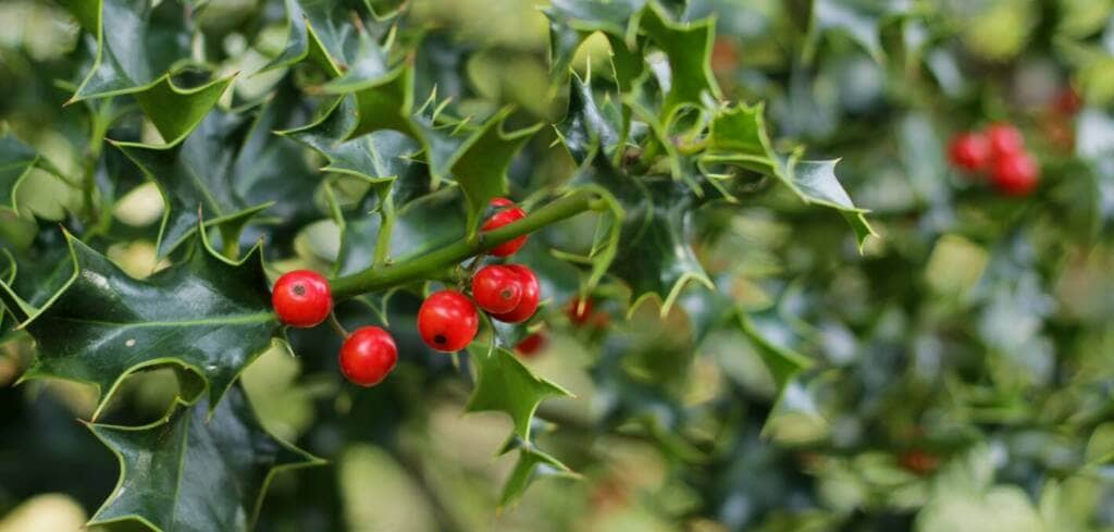 Mistletoe supplement benefits for cancer patients and genetic risks