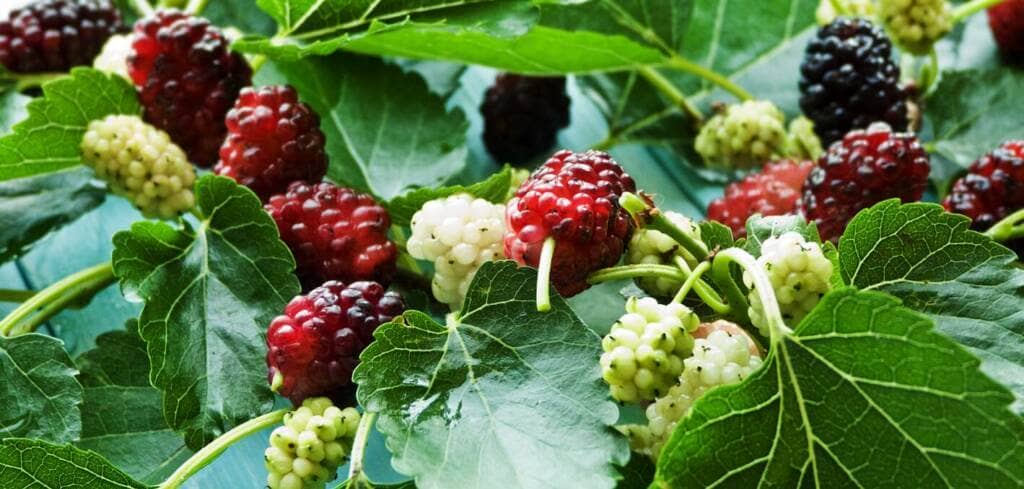 Mulberry supplement benefits for cancer patients and genetic risks