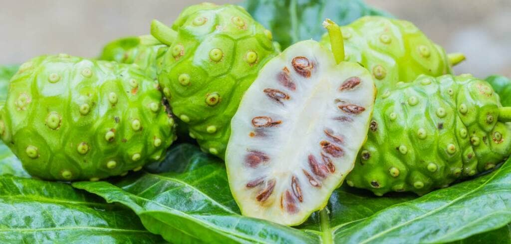 Noni supplement benefits for cancer patients and genetic risks