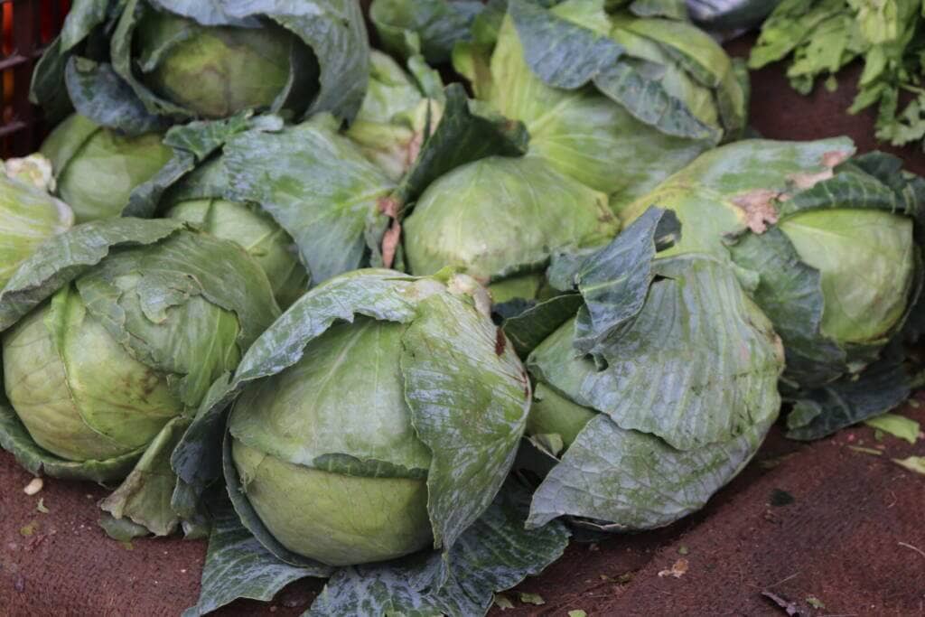 Cabbage supplement benefits for cancer patients and genetic risks