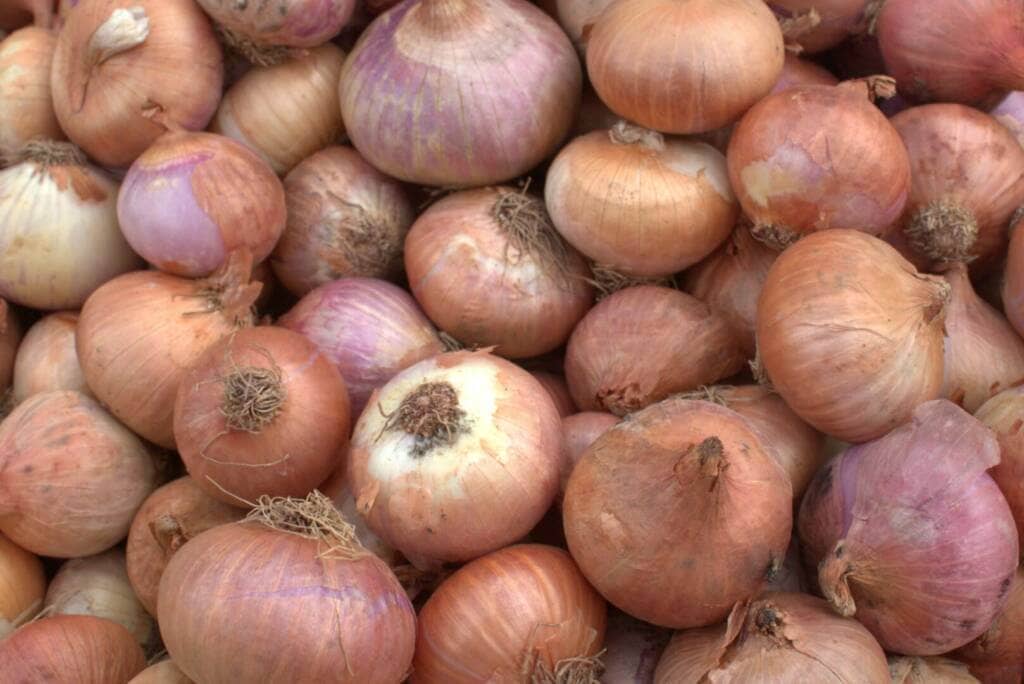 allium vegetables and cancer risk, onion, garlic
